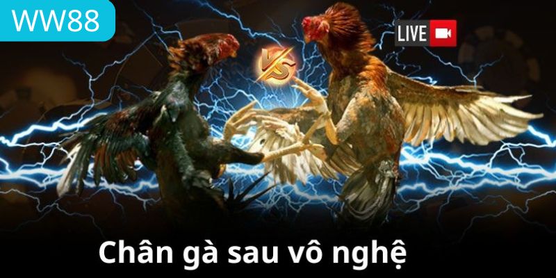 Vô nghệ giúp chân gà đỏ và cứng hơn