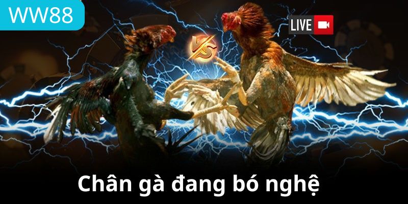 Sau khi bôi nghệ nên bó nhẹ để nghệ thấm đều